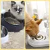 Kedi ve Köpek Mama ve Su Kabı Çelik Taslı Su Doldurma Özellikli MAVİ